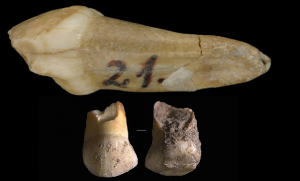 Soyu Tükenmiş Kuzenlerimizin Süt Dişleri, Bizden Daha Erken Çıkmış Olabilir