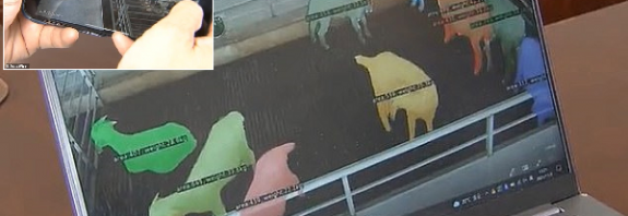 Akraba Keçilerin Ensest İlişki Kurmasını Engellemek İçin Yüz Tanıma Özelliği Kullanılıyor