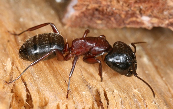 Yeni araştırma karıncaların