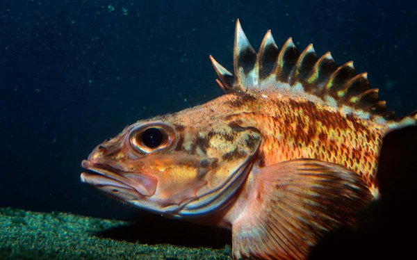 200 Yıla Kadar Yaşayan Kaya Balıkları, Uzun Ömür Genetiğine Dair İpucu Veriyor