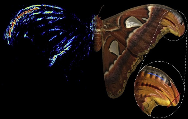 Moths Can Trick Bats With 'Acoustic Decoys'. But It Won't Save Them Forever