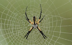 Örümceklerin Sandığımızdan