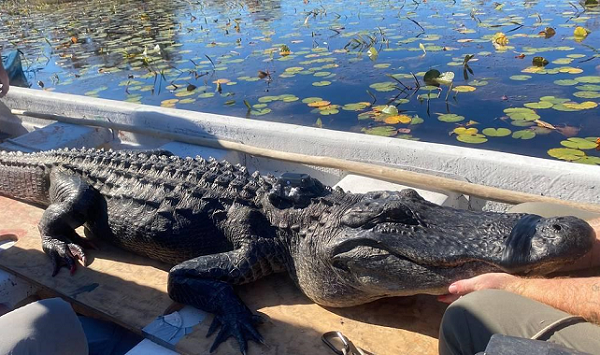 Burun Deliğinden Diş Çıkarmış Sıra Dışı Bir Timsah Bulundu