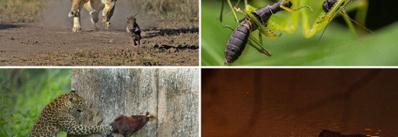 2021 Vahşi Yaşam ve Av Fotoğrafları Yarışmasından Çarpıcı Kareler