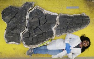 244-Million-Year-Old Giant Ichthyosaur Unearthed in Nevada