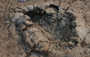 Footprints On Welsh Beach Turn Out To Be 200 Million-Year-Old Dinosaur Tracks