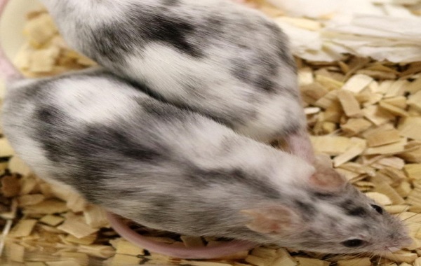 Gene-Editing Used To Create Single Sex Mice Litters With 100% Efficiency