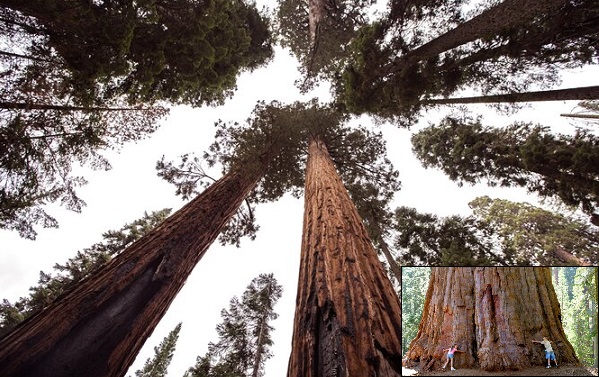 Biyologlar Sonunda Sekoya Ağacının Genom Kodunu ve Ağacın Gizemini Çözdü