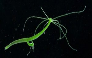 The Hydra s Freaky Ability to Regrow Its Own Head Relies on This Incredible Mechanism