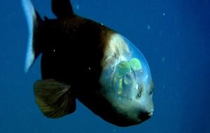 Bizarre Transparent Fish That Sees Through Its Own Head Captured in Rare Footage