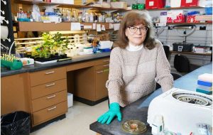 Plant scientists find recipe for anti-cancer compound in herbs