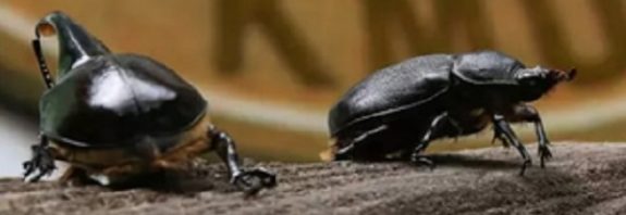 Scientists have shed new light on how organs evolve - thanks to a type of beetle