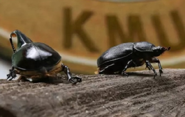 Scientists have shed new light on how organs evolve - thanks to a type of beetle