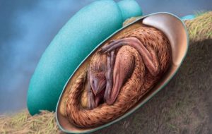 A 66 Million-Year-Old Dinosaur Embryo Was Found Inside Fossilized Egg