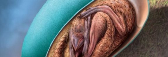A 66 Million-Year-Old Dinosaur Embryo Was Found Inside Fossilized Egg
