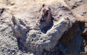 Üzerindeki Pullu Ciltleriyle Çok İyi Korunmuş Yüzlerce Dinozor Ayak İzi Bulundu