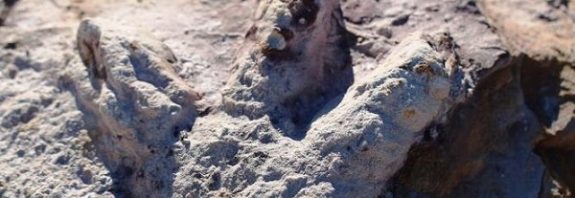 Üzerindeki Pullu Ciltleriyle Çok İyi Korunmuş Yüzlerce Dinozor Ayak İzi Bulundu