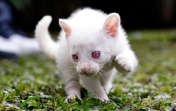Kolombiyada Türünün İlk Örneği Bir "Albino Jaguarundi" Yavrusu Bulundu