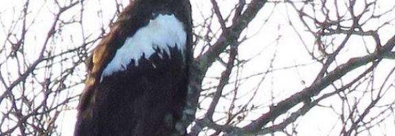 Asyaya Özgü Bir Deniz Kartalı 8000 km Aşarak Kuzey Amerika'da Görüldü