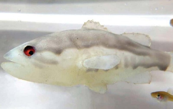 Bu Ürkürücü Robot Balık, İstilacı Sivrisinek Balıklarının Aşırı Üremesini Azaltıyor