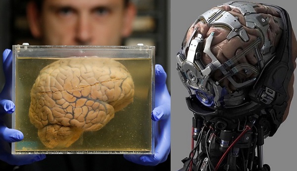 İnsan Beynini Robota Yüklemeyi Planlayan Çılgın Proje