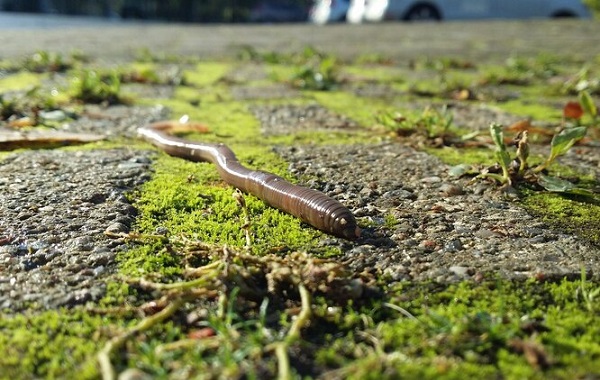 Şaşırtıcı Keşif: Fosilleşmiş Solucan Dışkısında Gümüş Parçacıklar Bulundu