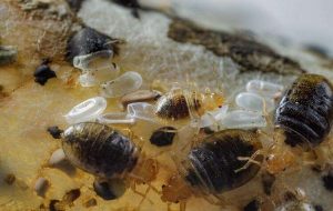 Human skin lipids found to repel bed bugs