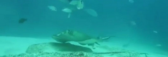 Boğa Köpek Balığının Bir Vatozla Karşılamasındaki Komik An Böyle Yakalandı