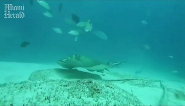 Boğa Köpek Balığının Bir Vatozla Karşılamasındaki Komik An Böyle Yakalandı