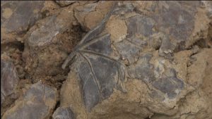 İstanbuldaki Bir Kazıda Bulunan Bu Yapraklar 5.500 Yıllık Çıktı