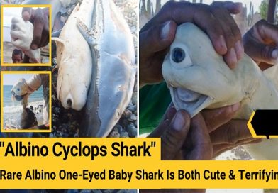 “Albino Cyclops Shark” Rare Albino One-Eyed Baby Shark Is Both Cute & Terrifying
