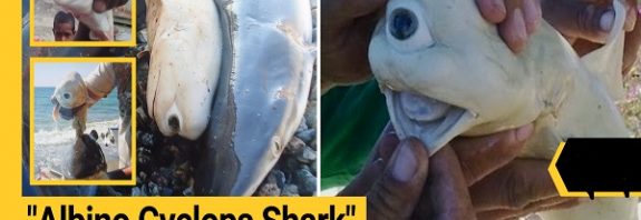 “Albino Cyclops Shark” Rare Albino One-Eyed Baby Shark Is Both Cute & Terrifying