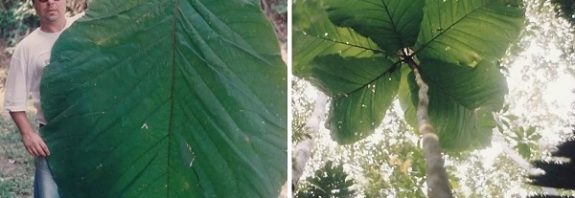 Amazonian Tree With Human-Sized Leaves Is First Described by Scientists