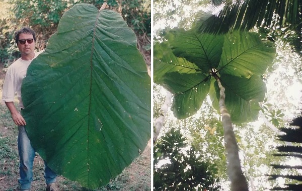 Amazonian Tree With Human-Sized Leaves Is First Described by Scientists