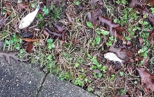 Balık Yağmuru: Şaka Değil, Gökten Balık Yağdığını Görenler Şok Oldu