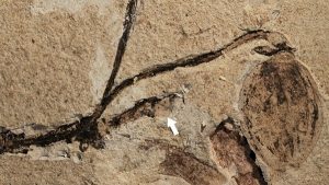 164 Milyon Yıllık Bitki Fosili, Çiçek Açan Bir Tomurcuğun En Eski Örneğidir