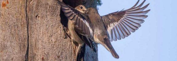 Female Birds Cheat On Their Partners To Encourage Cooperation Against Predators