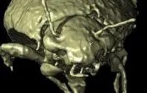 Fossilized dinosaur poop contains new insect species