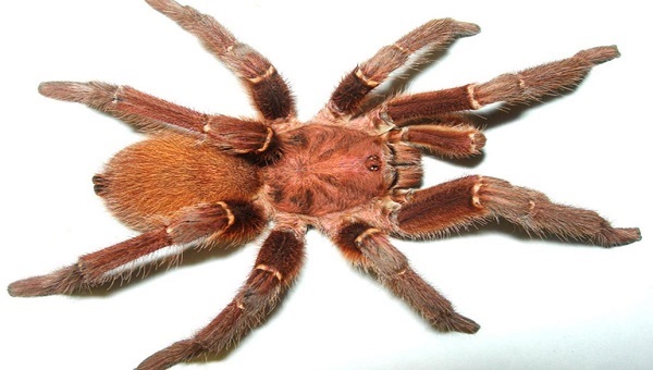 Kronik Ağrılar İçin Babun Örümceği'nin Zehri Yeni Tedavi'nin Önünü Açabilir