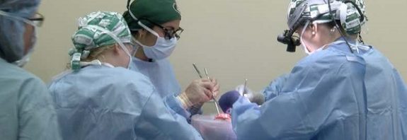 Beyin Ölümü Gerçekleşen Bir Kişiye Genetiği Değiştirilmiş Domuz Böbrekleri Nakledildi