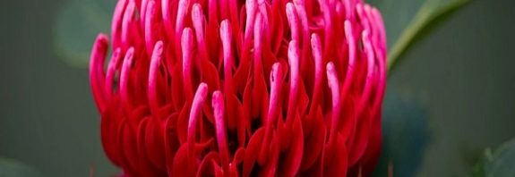 How Flower Power Quite Literally Transformed Earth Millions of Years Ago