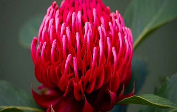 How Flower Power Quite Literally Transformed Earth Millions of Years Ago