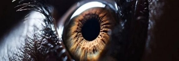 Something in Your Eyes May Reveal if You're at Risk of Early Death, Study Shows
