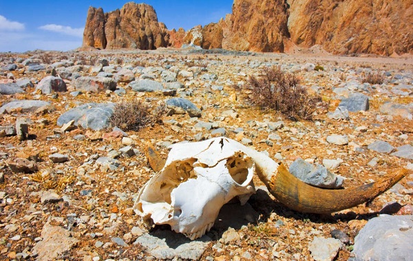 Earth’s Sixth Mass Extinction Has Begun, Argue Researchers