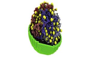 Bioengineers Have Modeled The Workings of The World's Most Basic Synthetic Life Form