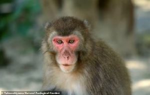 Can Japan’s Monkey Queen have it all? Yakei violently overthrew the alpha male of her troop to become first female leader in 70 years but now a messy mating season love triangle could bring her down