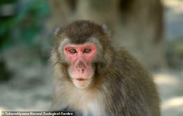 Can Japan’s Monkey Queen have it all? Yakei violently overthrew the alpha male of her troop to become first female leader in 70 years but now a messy mating season love triangle could bring her down