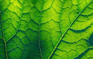 A Novel 'Artificial Leaf' Captures 100 Times More Carbon Than Others