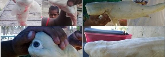 Balıkçılar Annesinin Karnından Tek Gözlü Bir Albino Köpek Balığı Çıkardı