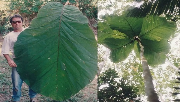 İnsan Boyunda Yaprakları Olan Amazon Ağacını Tanımlamak 35 Yıl Sürdü